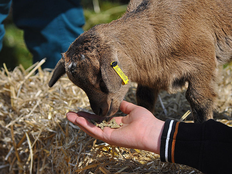 黃曲霉毒素定量檢測儀保障飼料安全