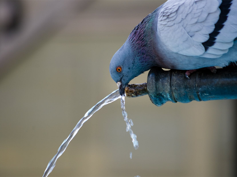 飲用水重金屬指標(biāo)及限值(飲用水重金屬超標(biāo)的危害)
