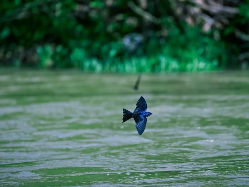 池塘氨氮的來源