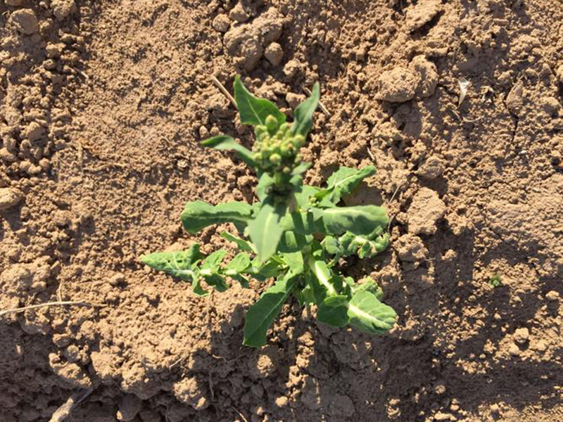 土壤測(cè)試儀